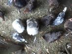 Gratis hanen, Dieren en Toebehoren, Mannelijk, Kip