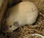 Jonge cavia's Cali,crème en bont, let op! Prijs per dier, Dieren en Toebehoren, Cavia, Meerdere dieren, Tam, Oktober