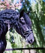 Barock Pinto hengsten ter dekking, Hengst