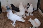 Kroppers, Dieren en Toebehoren, Vogels | Duiven, Meerdere dieren