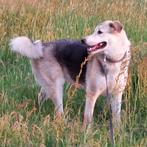GaGa Animal Care - DOESKA (verblijft in Wierden OV), Particulier, Rabiës (hondsdolheid), 3 tot 5 jaar, Teef