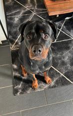 Rottweiler reu zoekt gouden mandje!, Reu, HCC (leverziekte), Eén hond, 3 tot 5 jaar