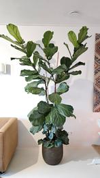 Ficus Lyrata - tabaksplant met pot, Ophalen of Verzenden, Ficus, Halfschaduw, 200 cm of meer