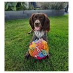 Snuffelbal 25 cm. -> honden - Plezier & Uitdaging!, Verzenden, Nieuw, Intelligentiespeelgoed
