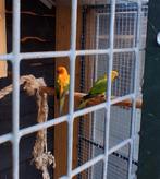Onverwant koppel zonparkieten, Dieren en Toebehoren, Meerdere dieren, Parkiet, Geringd