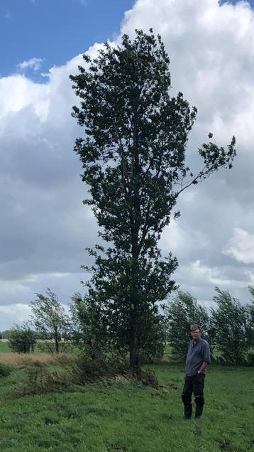 Grote volwassen eik, eikenboom 8 meter hoog, 3.950 Euro