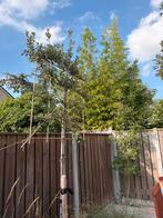 Leilinde, Ophalen, Volle zon, Overige soorten, 250 tot 400 cm