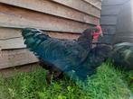 Australorp haan, Dieren en Toebehoren, Pluimvee, Mannelijk, Kip