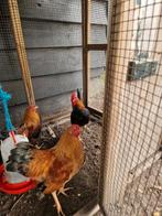 Kip haan, Mannelijk, Wildzangvogel