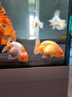 HQ Ranchu koppel (m/v), Vis