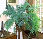 Hele grote blauwvaren,  100 x 100 cm - Phlebodium blue star, Huis en Inrichting, Kamerplanten, Ophalen, Overige soorten, Halfschaduw