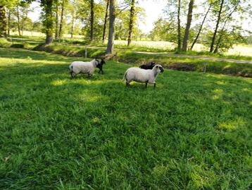 Shropshire jaarling ooi beschikbaar voor biedingen