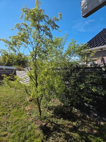 gratis afhalen beschikbaar voor biedingen