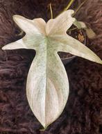 Philodendron Florida Ghost #1, Overige soorten, Minder dan 100 cm, Groene kamerplant, Halfschaduw