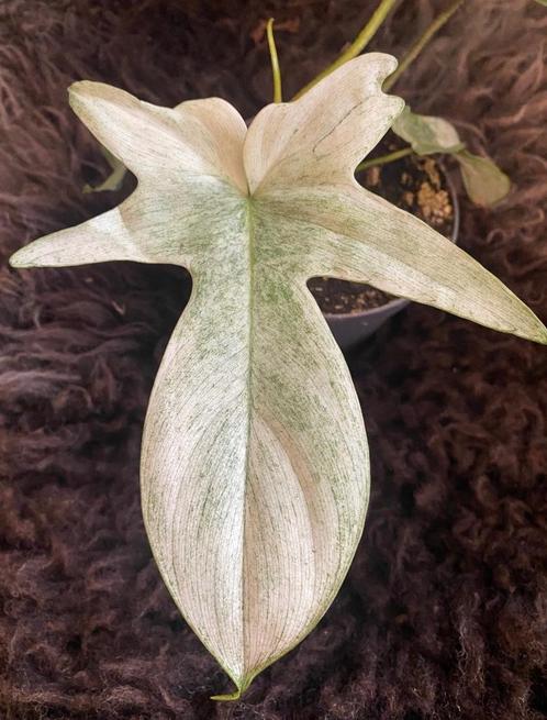 Philodendron Florida Ghost #1, Huis en Inrichting, Kamerplanten, Overige soorten, Minder dan 100 cm, Groene kamerplant, Halfschaduw