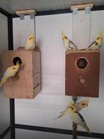Jonge bonte valkparkieten, Dieren en Toebehoren, Vogels | Parkieten en Papegaaien, Meerdere dieren, Parkiet, Geringd