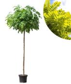 Robinia pseudoacacia umbraculifera "Bolacacia" op stam 200cm, Bloeit niet, Ophalen of Verzenden, 100 tot 250 cm, Volle zon