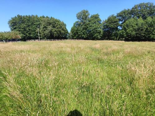 XXX --  GRAS OP STAM OF HOOIBALEN -- XXX, Dieren en Toebehoren, Dierenvoeding, Vee, Ophalen