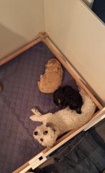 Toypoedel (zwart/bruine) pup te koop (reutje), Dieren en Toebehoren, Honden | Chihuahua's en Gezelschapshonden, Poedel, Reu, 8 tot 15 weken