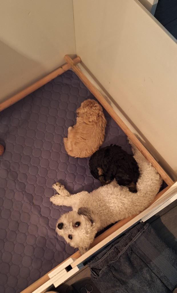 Toypoedel (zwart/bruine) pup te koop (reutje), Dieren en Toebehoren, Honden | Chihuahua's en Gezelschapshonden, Reu, Poedel, Particulier