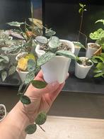 Hoya Mathilde splash, Ophalen of Verzenden, Overige soorten, Minder dan 100 cm