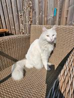 Kruising main coon kater, Dieren en Toebehoren, Katten en Kittens | Raskatten | Langhaar, Kater, Gechipt