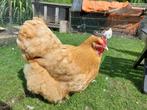Orpington hen, Dieren en Toebehoren, Vrouwelijk, Kip