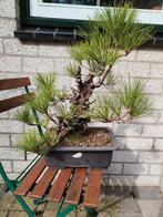 Pinus Thunbergii corticosa Bonsai, Tuin en Terras, Planten | Tuinplanten, Ophalen, Zomer, Volle zon