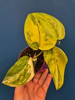 Scindapsus Jade Satin Aurea p12 (1)