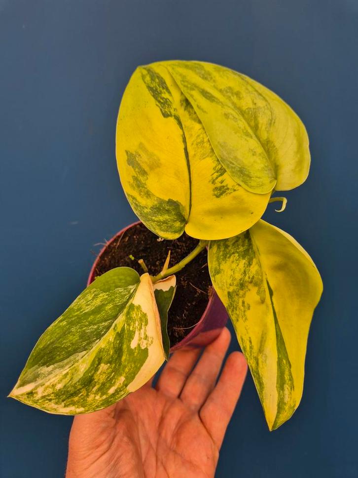 Scindapsus Jade Satin Aurea p12 (1), Huis en Inrichting, Kamerplanten, Minder dan 100 cm, Halfschaduw, Ophalen of Verzenden