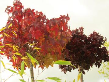 Liquidambar gum ball, Slender silhouette, worplesdon, boom