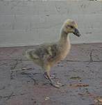 Dewlap toulouse gans kuikens, Gans of Zwaan