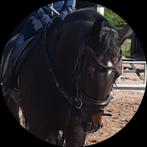 Gezocht als weidemaatje of rusthuis, Dieren en Toebehoren