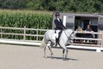 Prachtige allrounder, Zadelmak, 3 tot 6 jaar, Gechipt, Recreatiepony