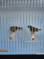 Cubavinken man en een pop 2025 geen koppeltje geringt, Dieren en Toebehoren, Vogels | Overige Vogels, Meerdere dieren, Tropenvogel