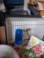 Kanarie man fluitende van 2025 gelijk ophalen Met tt kooitje, Dieren en Toebehoren, Vogels | Kanaries, Mannelijk, Kleurkanarie