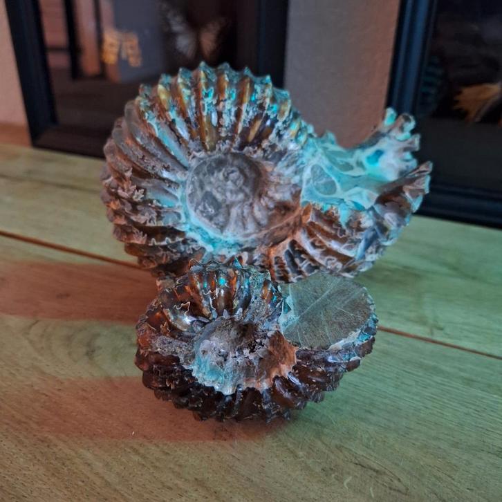 Mooi Amoniet Duo - Fossielen, Verzamelen, Mineralen en Fossielen, Ophalen of Verzenden