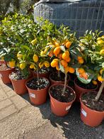 Citrus / fruitboompjes, Tuin en Terras, Vaste plant, Fruitplanten, Ophalen of Verzenden, Volle zon