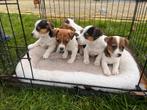 Jack Russel pups te koop, Dieren en Toebehoren, Honden | Jack Russells en Terriërs, Jack Russell Terriër, 8 tot 15 weken, Meerdere