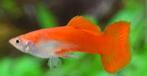 Mooie oranje guppy man gup / guppie, Vis, Zoetwatervis, Schoolvis