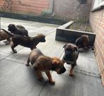 Mechelse Herder Pups, Parvo, 8 tot 15 weken, Groot, Meerdere