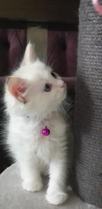 Zuivere Ragdoll kittens langharig, Dieren en Toebehoren, Katten en Kittens | Raskatten | Langhaar, Meerdere dieren, Ontwormd, 0 tot 2 jaar