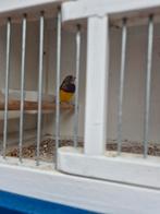 Jonge roodkop gouldamadine man, Meerdere dieren, Tropenvogel