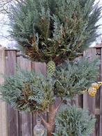 Geocaching dennenappel cache-container, Hobby en Vrije tijd, Overige Hobby en Vrije tijd, Ophalen of Verzenden, Nieuw