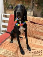 Shy verblijft nog in Cyprus, Rabiës (hondsdolheid), Handelaar, 1 tot 2 jaar, Buitenland