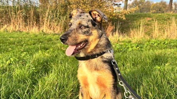 Mix Australian Shepherd-Koos, Dieren en Toebehoren, Honden | Herdershonden en Veedrijvers, Reu, Overige rassen, Particulier, Eén hond