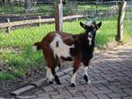 Te koop landgeit bokje, Dieren en Toebehoren, Mannelijk, Geit, 0 tot 2 jaar