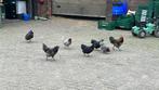 wyandotte kriel blauw en zwart, Dieren en Toebehoren, Pluimvee, Meerdere dieren, Kip
