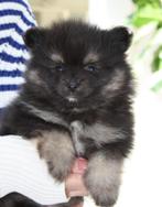 dwergkees/pomeriaan pups met Nederlandse FCI stamboom, 8 tot 15 weken, Meerdere, Meerdere dieren, Nederland