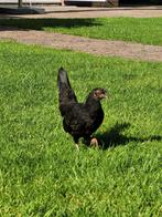 Serama hen te koop (4 maanden oud), Vrouwelijk, Kip